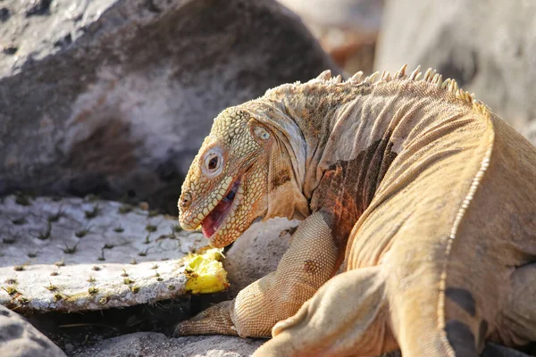 Barrington Land Iguana Conolophus Pallidus Eating Cactus Santa Island Galapagos — Foto de Stock