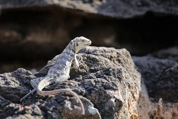 Галапагоська Лава Ящірка Microlophus Albemarlensis Острові Санта Національний Парк Галапагос — стокове фото