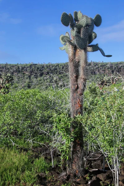 Μεγάλος Κάκτος Φραγκόσυκου Opuntia Galapageia Στο Νησί Santa Εθνικό Πάρκο — Φωτογραφία Αρχείου