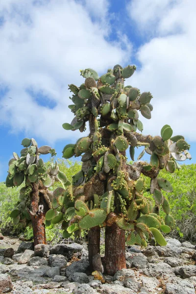 Pêra Espinhosa Cacto Árvores South Plaza Island Galápagos National Park — Fotografia de Stock