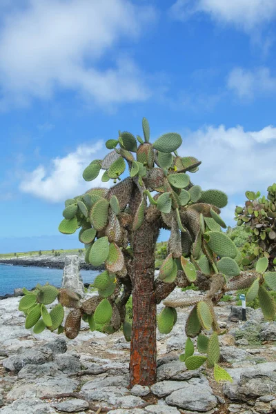 厄瓜多尔加拉帕戈斯国家公园南广场岛上昂贵的梨树 这种仙人掌是加拉帕戈斯群岛特有的 — 图库照片