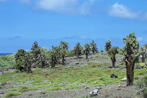 厄瓜多尔加拉帕戈斯国家公园南广场岛上昂贵的梨树 这种仙人掌是加拉帕戈斯群岛特有的 — 图库照片