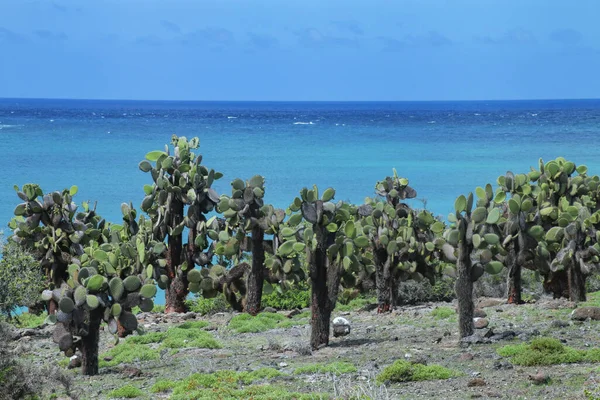 Prickly Pear Cactus Trees South Plaza Island Galapagos National Park — 스톡 사진