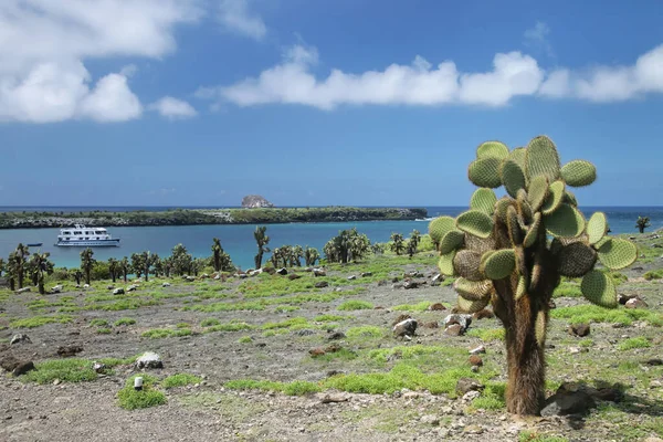 Alberi Fichi India South Plaza Island Parco Nazionale Delle Galapagos — Foto Stock