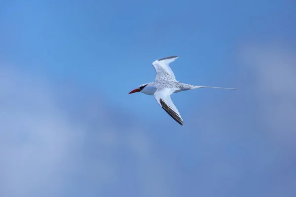 Red Billed Tropicbird Phaethon Aethereus Flying South Plaza Island Galapagos — Stock Photo, Image