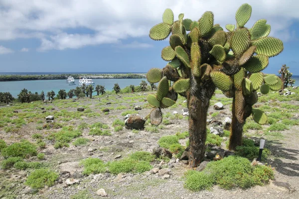 Alberi Fichi India South Plaza Island Parco Nazionale Delle Galapagos — Foto Stock