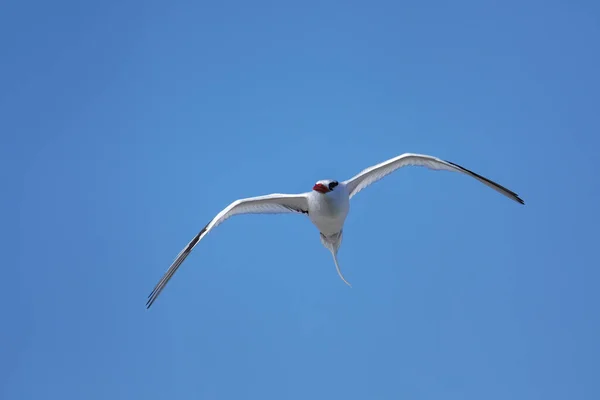 Tropicbird Phaethon Aethereus Volando Cerca Isla South Plaza Parque Nacional —  Fotos de Stock