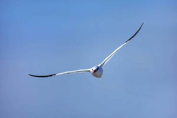 Rotschnabel Tropenvogel Phaethon Aethereus Fliegt Der Nähe Von South Plaza — Stockfoto