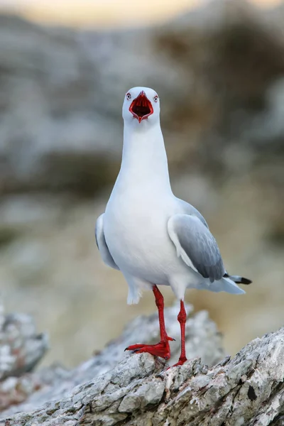 新西兰南岛凯库拉半岛海岸的红嘴海鸥 这只鸟原产于新西兰 — 图库照片