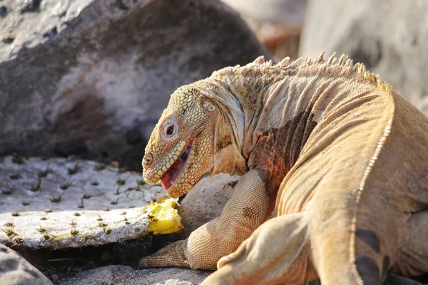 바링턴 이구아나 Conolophus Pallidus 에콰도르 갈라파고스 산타페 선인장을 먹는다 산타페 로열티 프리 스톡 사진