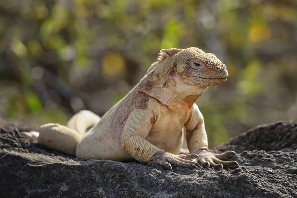 Barringlandleguan Conolophus Pallidus Auf Der Insel Santa Galapagos Nationalpark Ecuador lizenzfreie Stockbilder