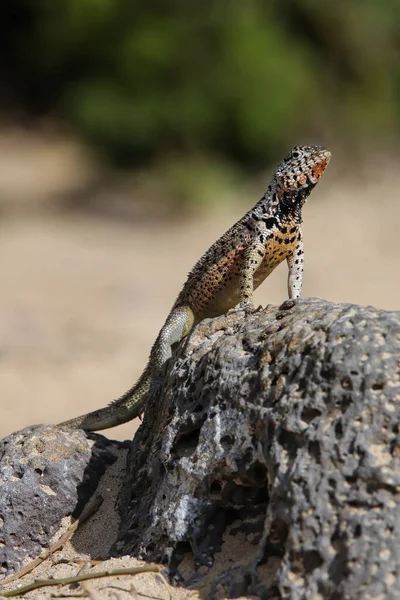Галапагоська Ящірка Острові Санта Національний Парк Галапагос Еквадор Ендемік Галапагоських Ліцензійні Стокові Фото