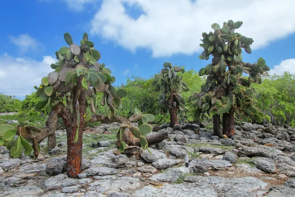 Prickly Pear Cactus Trees South Plaza Island Galapagos National Park ストック画像