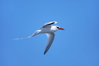 Kırmızı gagalı tropik kuş (Phaethon aethereus) Güney Plaza Adası yakınlarında, Galapagos Ulusal Parkı, Ekvador.