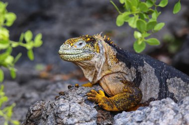 Güney Plaza Adası, Galapagos Ulusal Parkı, Ekvador 'da Galapagos kara iguanası (Conolophus subcristatus). Galapagos Adaları 'na özgüdür..