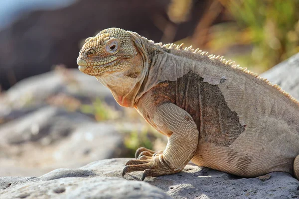 Santa Adası Galapagos Ulusal Parkı Ekvador Barrington Arazi Iguanası Conolophus — Stok fotoğraf