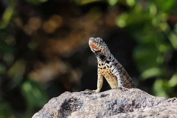 Галапагоська Ящірка Острові Санта Національний Парк Галапагос Еквадор Ендемік Галапагоських — стокове фото