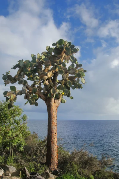 Stora Kaktusar Opuntia Galapageia Santa Galapagos Nationalpark Ecuador Den Endemisk — Stockfoto