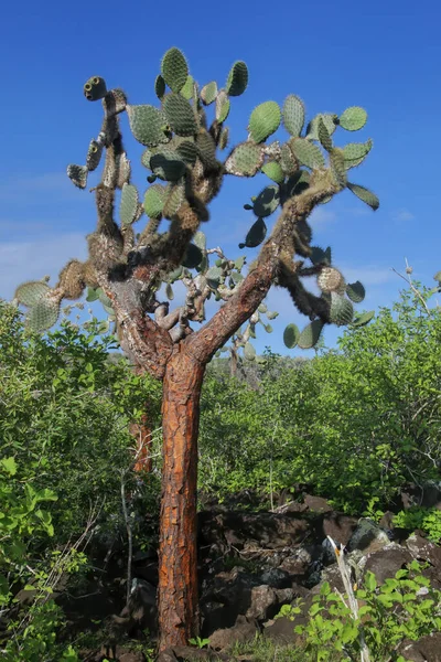 厄瓜多尔加拉帕戈斯国家公园圣达菲岛上的大型昂贵梨树仙人掌 Opuntia Galapageia 它是加拉帕戈斯群岛的特有物种 — 图库照片
