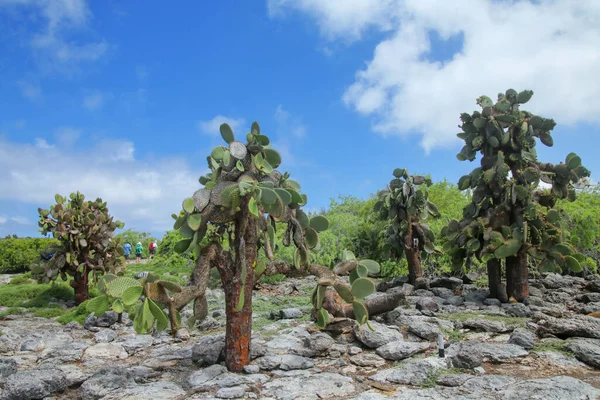 厄瓜多尔加拉帕戈斯国家公园南广场岛上昂贵的梨树 这种仙人掌是加拉帕戈斯群岛特有的 图库图片
