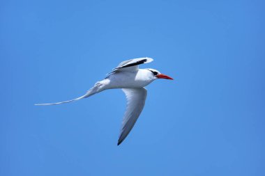 Kırmızı gagalı tropik kuş (Phaethon aethereus) Güney Plaza Adası yakınlarında, Galapagos Ulusal Parkı, Ekvador.