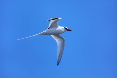 Kırmızı gagalı tropik kuş (Phaethon aethereus) Güney Plaza Adası yakınlarında, Galapagos Ulusal Parkı, Ekvador.