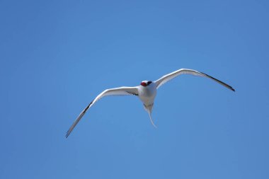 Kırmızı gagalı tropik kuş (Phaethon aethereus) Güney Plaza Adası yakınlarında, Galapagos Ulusal Parkı, Ekvador.