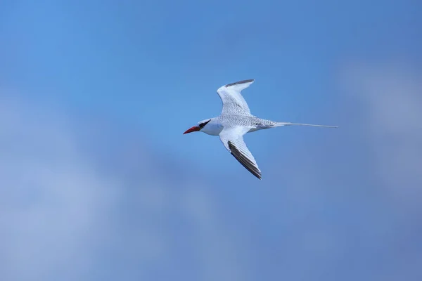 Tropicbird Phaethon Aethereus Volando Cerca Isla South Plaza Parque Nacional — Foto de Stock