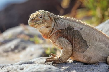 Santa Fe Adası, Galapagos Ulusal Parkı, Ekvador 'da Barrington arazi iguanası (Conolophus pallidus). Santa Fe Adası 'na özgü..