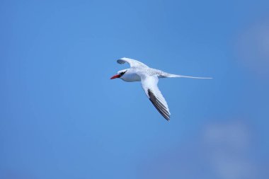 Kırmızı gagalı tropik kuş (Phaethon aethereus) Güney Plaza Adası yakınlarında, Galapagos Ulusal Parkı, Ekvador.