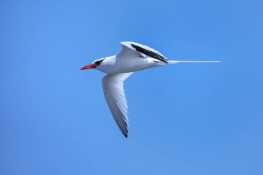 Kırmızı gagalı tropik kuş (Phaethon aethereus) Güney Plaza Adası yakınlarında, Galapagos Ulusal Parkı, Ekvador.