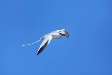 Kırmızı gagalı tropik kuş (Phaethon aethereus) Güney Plaza Adası yakınlarında, Galapagos Ulusal Parkı, Ekvador.