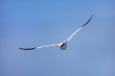 Kırmızı gagalı tropik kuş (Phaethon aethereus) Güney Plaza Adası yakınlarında, Galapagos Ulusal Parkı, Ekvador.