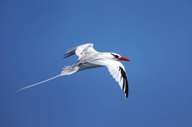 Kırmızı gagalı tropik kuş (Phaethon aethereus) Güney Plaza Adası yakınlarında, Galapagos Ulusal Parkı, Ekvador.