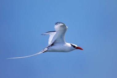 Kırmızı gagalı tropik kuş (Phaethon aethereus) Güney Plaza Adası yakınlarında, Galapagos Ulusal Parkı, Ekvador.