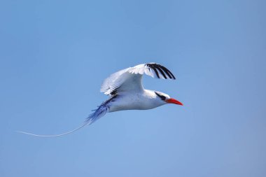 Kırmızı gagalı tropik kuş (Phaethon aethereus) Güney Plaza Adası yakınlarında, Galapagos Ulusal Parkı, Ekvador.