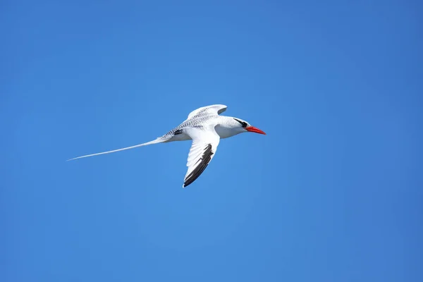 Red Billed Tropicbird Phaethon Aethereus Flying South Plaza Island Galapagos — Stock Photo, Image