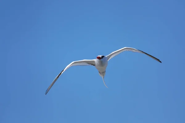 Rödnäbbad Tropikfågel Phaethon Aethereus Som Flyger Nära South Plaza Island Stockbild