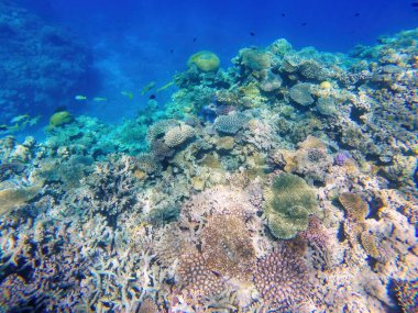Mercan Ouvea lagün, sadakat Adaları, Yeni Kaledonya, güler sahil adadan. Lagün 2008 yılında Unesco Dünya Miras Alanı listelenmiştir.