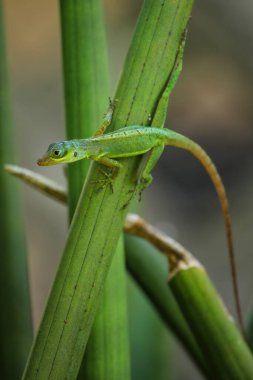 Grenada Tree Anole (Anolis richardii) bir bitkinin üzerinde oturuyor, Grenada.