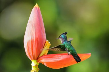 Antiller tepeli sinekkuşu (Orthorhyncus cristatus) muz çiçeğinden besleniyor, Grenada, Grenada