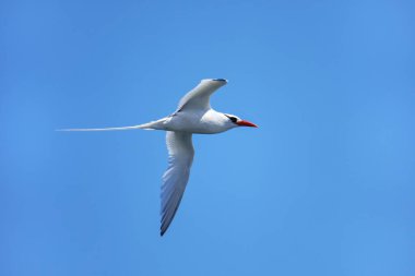 Kırmızı gagalı tropik kuş (Phaethon aethereus) Güney Plaza Adası yakınlarında, Galapagos Ulusal Parkı, Ekvador.