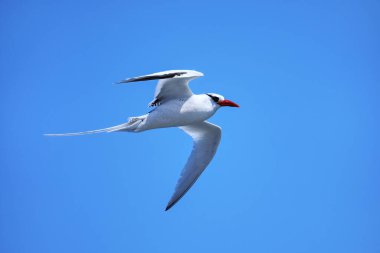 Kırmızı gagalı tropik kuş (Phaethon aethereus) Güney Plaza Adası yakınlarında, Galapagos Ulusal Parkı, Ekvador.