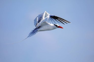Kırmızı gagalı tropik kuş (Phaethon aethereus) Güney Plaza Adası yakınlarında, Galapagos Ulusal Parkı, Ekvador.