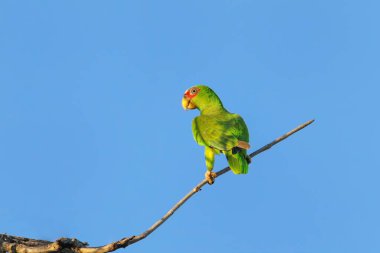 White-fronted amazon (Amazona albifrons) sitting in a tree, Costa Rica clipart