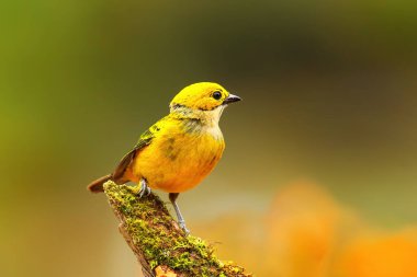 Kosta Rika 'da bir dalda oturan gümüş boğazlı tanager (Tangara icterocephala)
