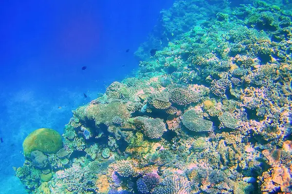 Rafy Koralowej Wyspy Wybrzeża Gee Ouvéa Laguny Wyspy Lojalności Nowa Zdjęcie Stockowe