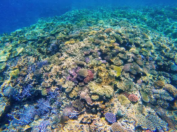 Arrecife Coral Frente Costa Isla Gee Laguna Ouvea Islas Lealtad Imagen De Stock