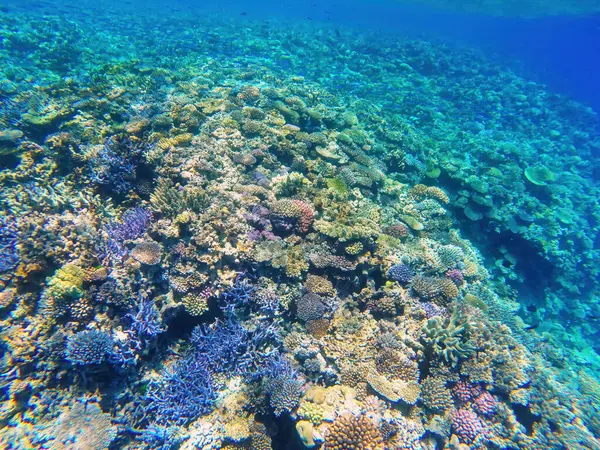 Кораловий Риф Джі Узбережжя Острова Ouvea Лагуни Лояльність Острова Нова Ліцензійні Стокові Зображення