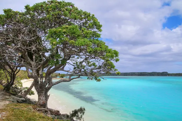 Лекіни Бей Острові Острови Лояльності Нова Каледонія Стокове Зображення